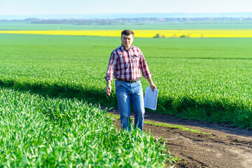 Naklejka na ściany i meble a man as a farmer poses in a field, dressed in a plaid shirt and jeans, checks reports and inspects young sprouts crops of wheat, barley or rye, or other cereals, a concept of agriculture and agronomy