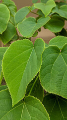 Obraz premium Close up of Green Leaves Background