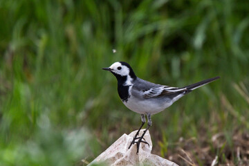 White Wagtail (Motacilla alba), male perched, near Agadir, Morocco.