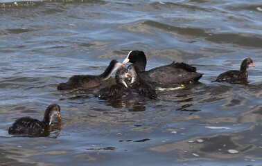 Eurasian coot (common coot, Fulica atra) family feeding. Parent gives food to juvenile bird. Adult Australian coot and baby chick interaction. Waterbirds offsprings brood. Motherhood and care concept