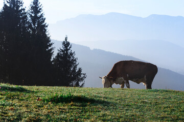 cows on a mountain pasture