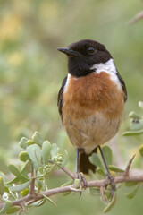 European Stonechat (Saxicola r. rubicola), near Agadir, Morocco.