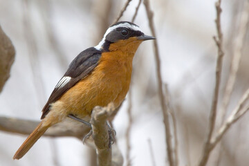 Moussier's Redstart (Phoenicurus moussieri), male perched in a bush, near Agadir, Morocco.