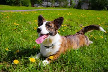 Happy corgi dog in the grass . A pet. A dog in the grass . Walking a pet. An article about walking for pets.