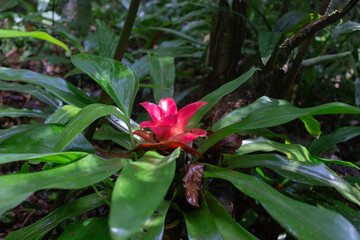 red flower in atlantic forest Bromelia © rcphotofilms