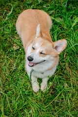 puppy in grass, corgi dog