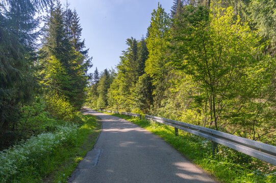 Carna Wiselka road journey in green forest sunlight landscape. Forest road way with sunlight. Path in sunlight.