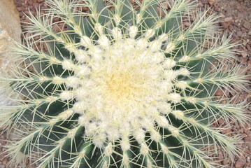 Top view Echinocactus Grusonii, or known as the Golden Barrel cactus, Golden Ball or Mother-in-law's Cushion.