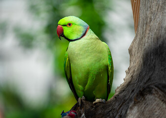 Indian Ringneck Parakeet with selective focus background and copy space 