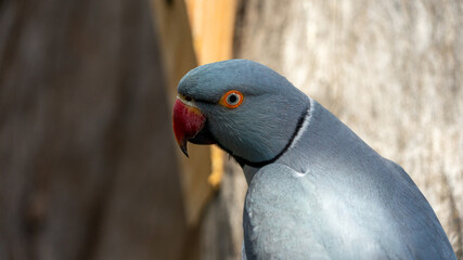Indian Ringneck Parakeet with selective focus background and copy space 