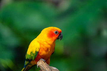 Sun conjure parrot with selective focus background and copy space 