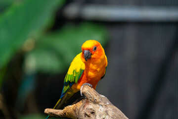 Sun conjure parrot with selective focus background and copy space 