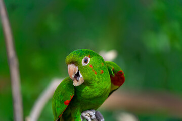 mitre parakeet with selective focus background and copy space 