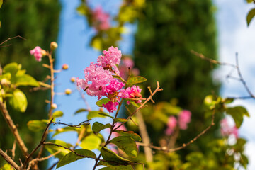 Lagerstromia or Indian lilac in bloom. Bright sunny day. Great background for the site.