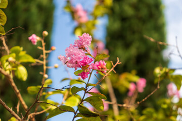 Lagerstromia or Indian lilac in bloom. Bright sunny day. Great background for the site.