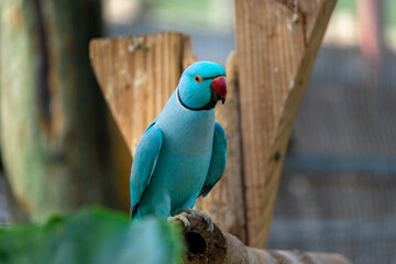 Indian Ringneck Parakeet with selective focus background and copy space 