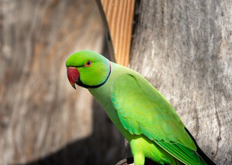 Indian Ringneck Parakeet with selective focus background and copy space 