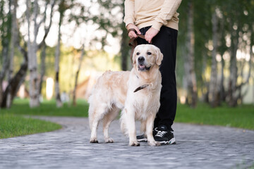young man walks in the park with his dog on a sunny day. Golden Retriever walks on a leash with its owner