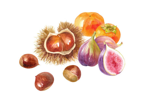 秋のフルーツの集合。栗、柿、イチジクの水彩イラスト。レイアウト変更可能（ベクターデータ）。

