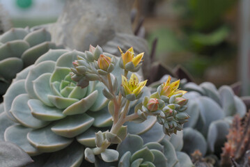 Lovely yellow flowers of Echeveria 'Fleur Blanc'. - Powered by Adobe