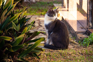 Gato abandonado em um cemitério na cidade de Goiânia.