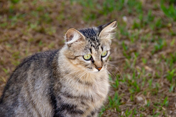 Gato abandonado em um cemitério na cidade de Goiânia.