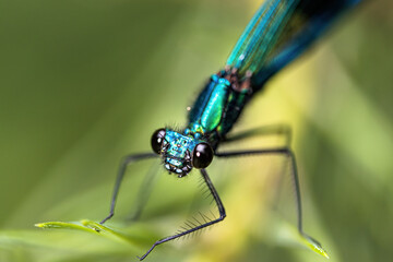 a banded demoiselle on a plant