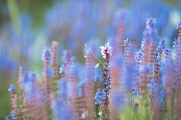 lavender in the field