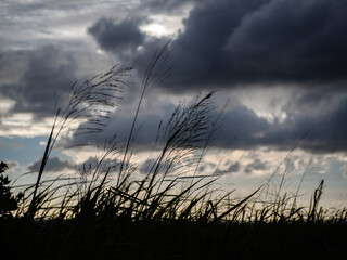 Mountain forest sunset view and the leaves' silhouette	