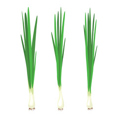 Green onions, Allium. Salad onions, wild cherries, shallots, leeks, skoroda and Chinese onions. A herbaceous plant from the Onion family, used for food in the preparation of various dishes and.