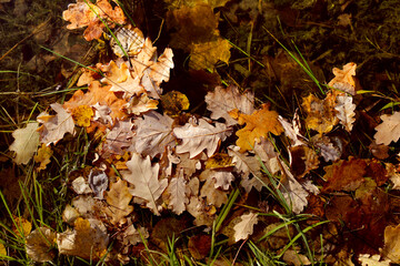 Autumn background from oak leaves in water. Golden foliage in autumn park