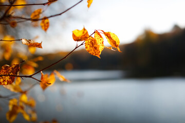 Autumn background from leaves by the lake. Golden foliage in autumn park