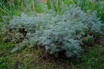 Fototapeta premium plante sauvage