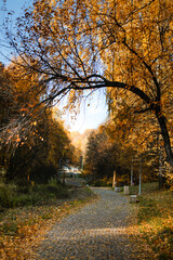 Fototapeta premium Autumn background. Trail paths in forest city park Golden foliage in autumn park