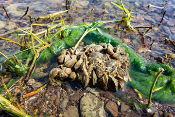 Freshwater mussels attached to a stone by the lake