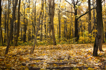 Obraz premium Autumn background. Trail paths in forest city park Golden foliage in autumn park