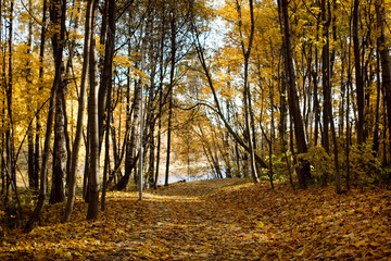 Autumn background. Trail paths in forest city park Golden foliage in autumn park