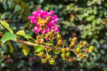 Lagerstromia or Indian lilac in bloom. Bright sunny day. Great background for the site.