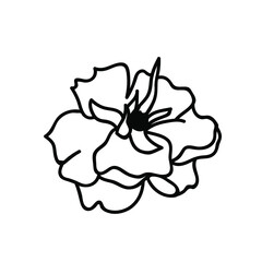 One Vector Botanical Illustration Rose with black line on white background.Floral,Summer hand drawn doodle style picture.Designs for packaging,social media,web,cards, posters,invitations.