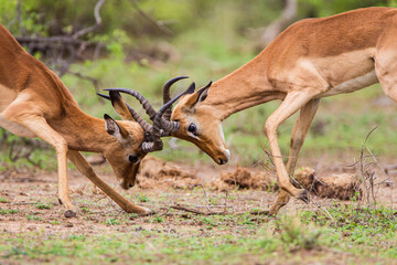 Impala males mock fight in preparation for the mating season in the Kruger Park