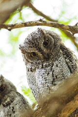 African Scops owls roosting in a thorn tree in the Kruger Park, South Africa