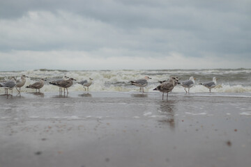 Fototapeta na wymiar European herring sea gulls standing along the Dutch coast looking for food (Kijkduin, The Hague, The Netherlands)