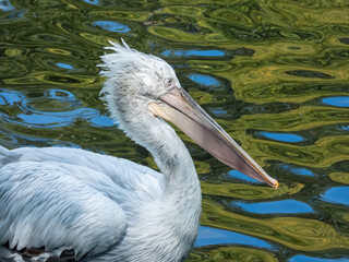 Dalmatian pelican. Pelecanus crispus, by the pond, close-up
