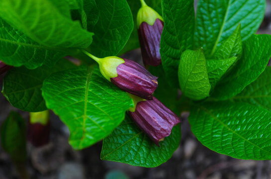 Flowering Scopolia carniolica plants with flowers in spring forest