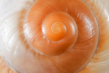 Shell sea spiral twisted, close-up macro view