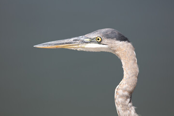 A Great Blue Heron Standing on Shore Portrait Looking at its Head, Eyes and Beak