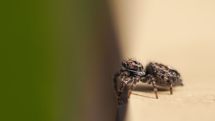 Obraz premium OLYMPUS DIGITAL CAMERA