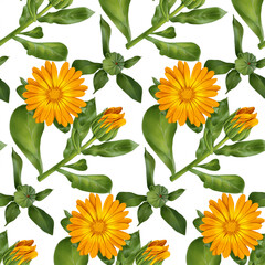 Orange calendula flowers with blooms. Floral pattern