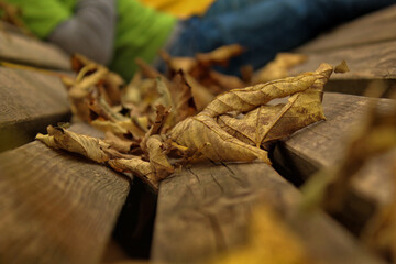 Leaves on a bench during fall season