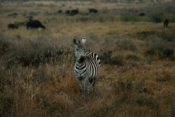 Zebra standing in tall green grass